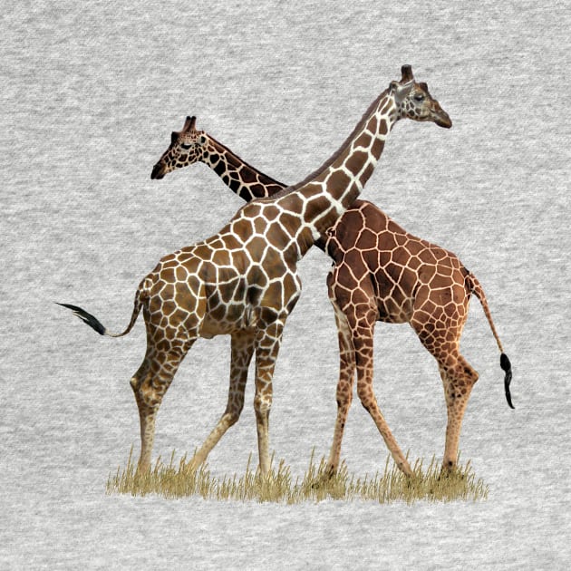 Reticulated Giraffes on Safari in Kenya / Africa by T-SHIRTS UND MEHR